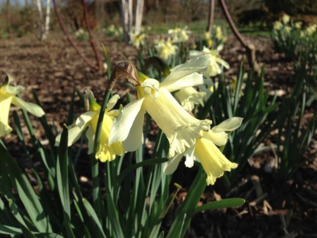 Narcis Bot. WP Milner